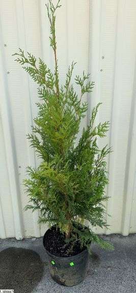 Green Giant 57" image