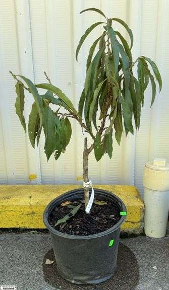 Bonfire Patio Peach 35" image