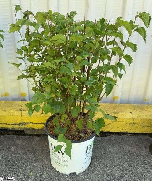 Blue Muffin Viburnum 32" image