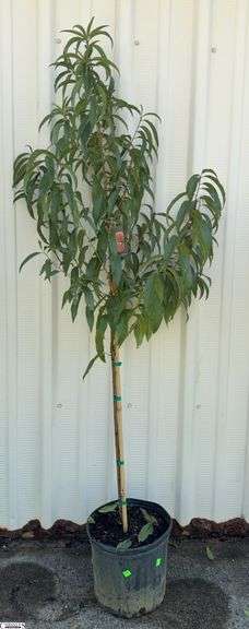 Contender Peach 70" image