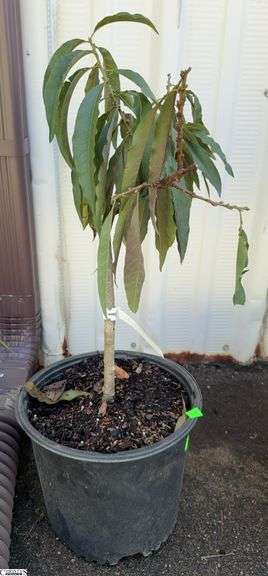 Bonfire Patio Peach 30" image