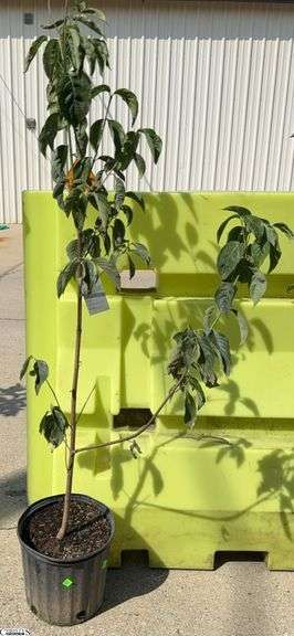 White Dogwood 58" Tall image