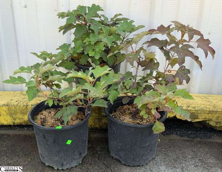 3 Pee Wee Oakleaf Hydrangea Tallest 25" image