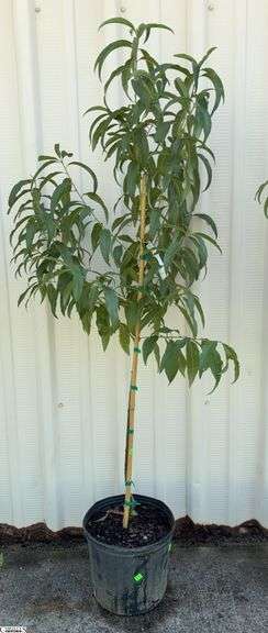 Contender Peach 64" image