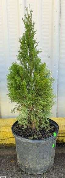 Emerald Green Abortive 38" image