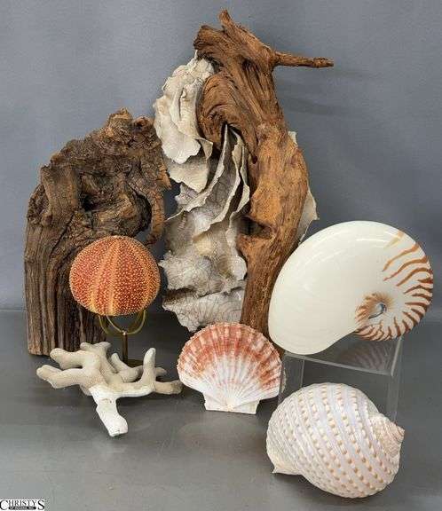 Studio Pottery and Driftwood Sculpture, Driftwood Piece and Assorted Seashells - 18" of sculpture image