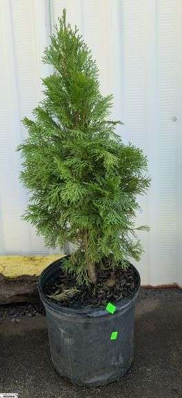 Emerald Green Abortive 40" image