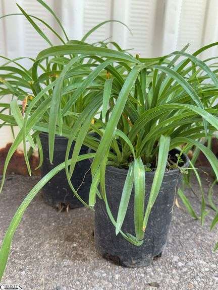 2 Stella D Daylilies image