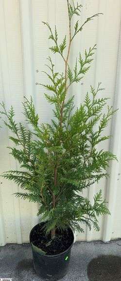 Green Giant 64" image