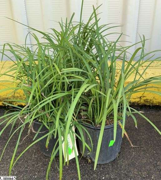 3 Big Blue Liriope Plants image