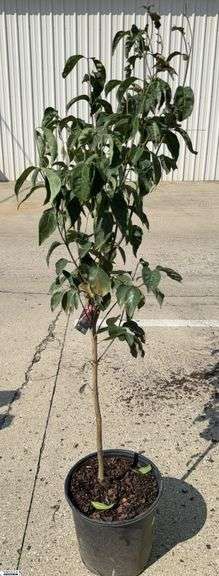 Pink Dogwood 55" Tall image