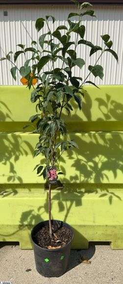 Pink Dogwood 57" Tall image