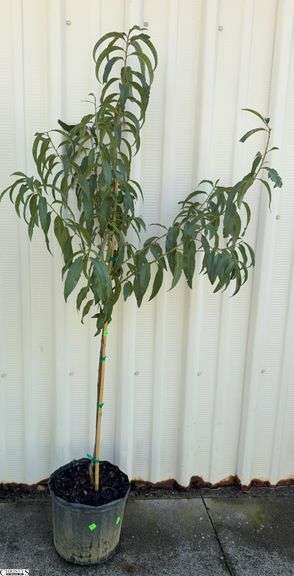 Contender Peach 67" image