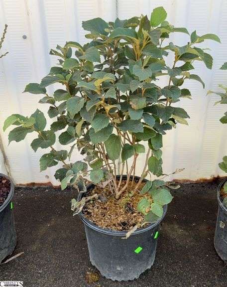 Dwarf Fothergilla 31" image