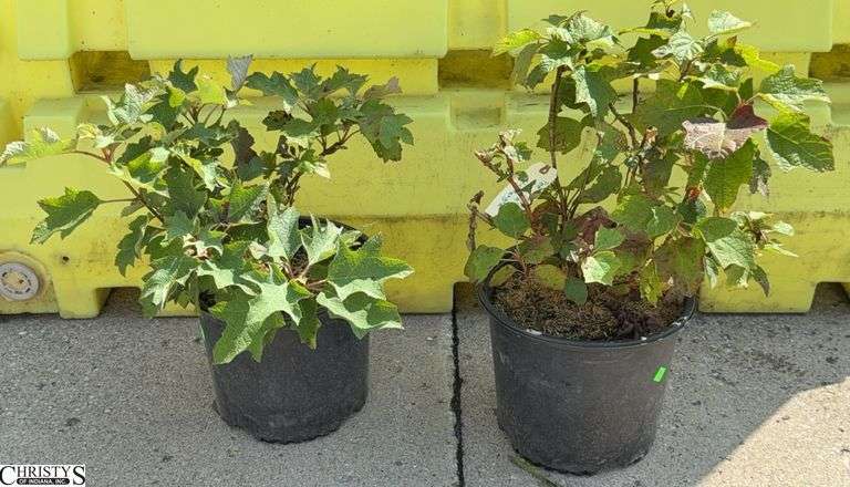 2 Pee Wee Oakleaf Hydrangea 25" Tallest image