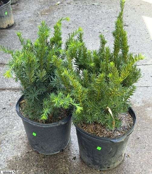 Pair of Densi Yew 31" Tallest image
