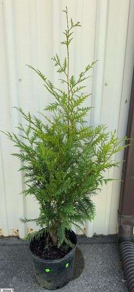 Green Giant 60" image