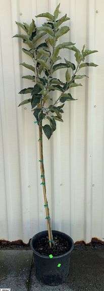 Honeycrisp Apple 69" image