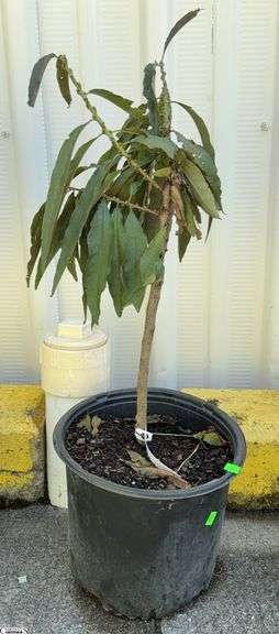 Bonfire Patio Peach 35" image