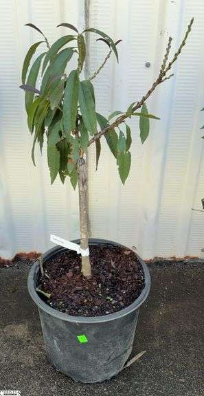 Bonfire Patio Peach  30" image