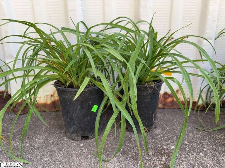 2 Stella D Daylilies image