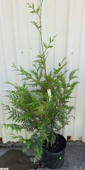 Green Giant 63" image