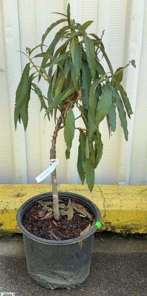 Bonfire Patio Peach 35" image