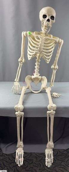 Plastic Sitting Skelton- Approx. 32" from Table Height Sitting Position.  Feet/Legs Dangle from Knee Approx. 16".  One hand is no longer attached to the skelton image