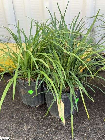 3 Big Blue Liriope Plants image