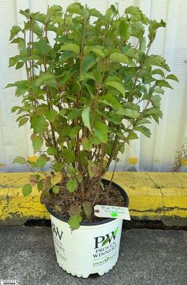 Blue Muffin Viburnum 32" image