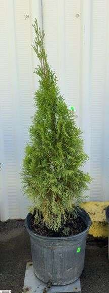 Emerald Green Abortive 44" image