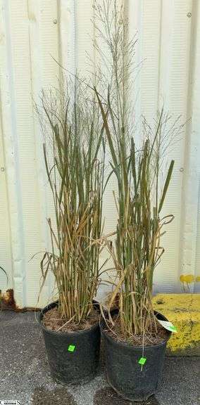 2 Northwind Switch Grass image