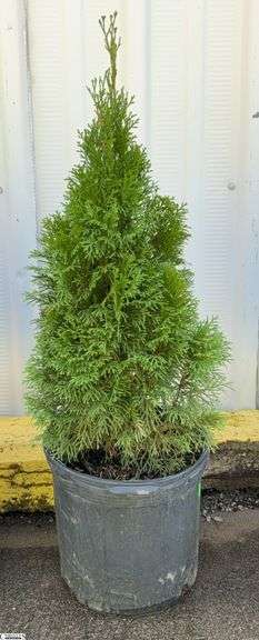 Emerald Green Abortive 38" image