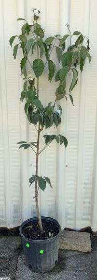 Red Dogwood 60" image