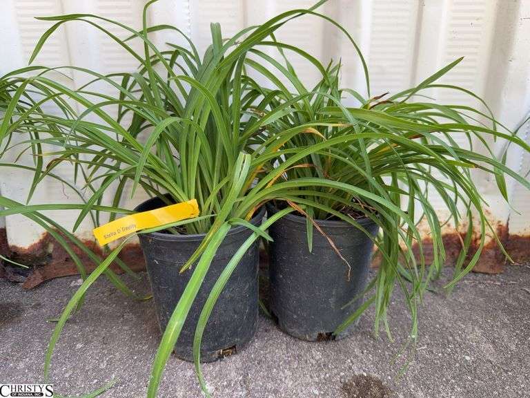 2 Stella D Daylilies image