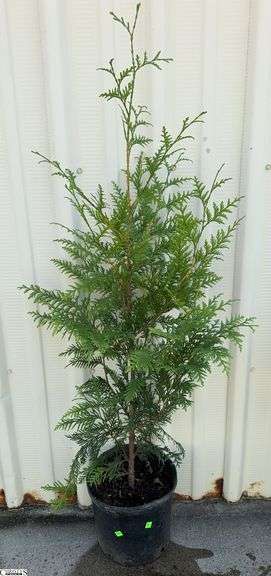 Green Giant 59" image