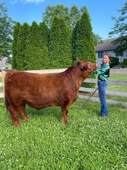 Kendall Hall - Champion Medium Weight Beef Steer