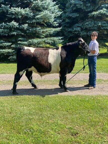 Andrew Hower - Reserve Champion Light Weight Beef Steer