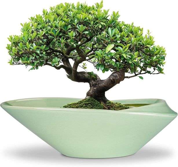 Ceramic Bonsai Pot 18-Inch Planter with Drainage image