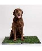 Dog Potty Patch - Green - Large