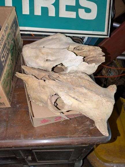 Two Animal Skulls image