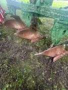 John Deere F145 Plow 3 Point Rear Mounted