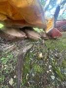 1997 Ford F25-5 Disk Mower Rear Mounted PTO drive