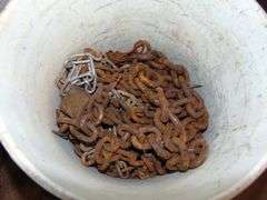 Partial Bucket of Short Pieces of Chain
