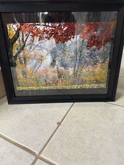 Miscellaneous empty 8 x 10 empty frames one deer photograph