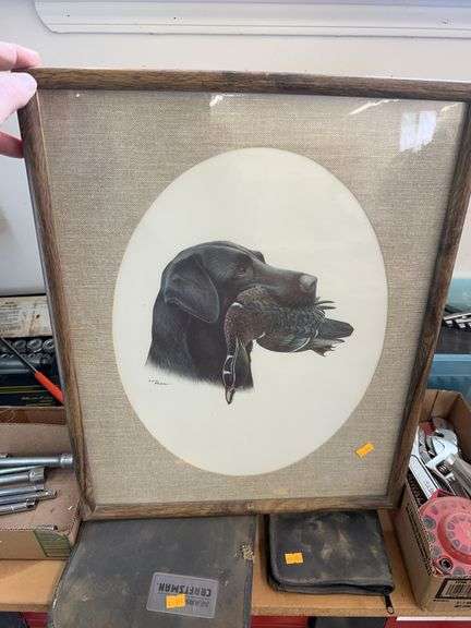 Waterfowl picture image