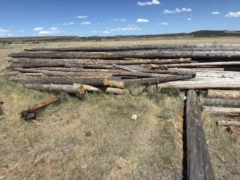 Large Lot of Timber Logs