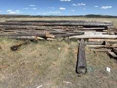 Large Lot of Timber Logs