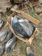 Duck and goose decoys