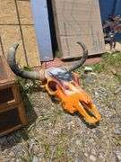 Painted Steer Skull with HD Design